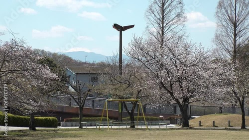 TOKYO,  JAPAN - CIRCA APRIL 2019 : Scenery of CHERRY BLOSSOMS and MOUNT FUJI in RESIDENTIAL AREA at TAMA CITY in spring season. photo