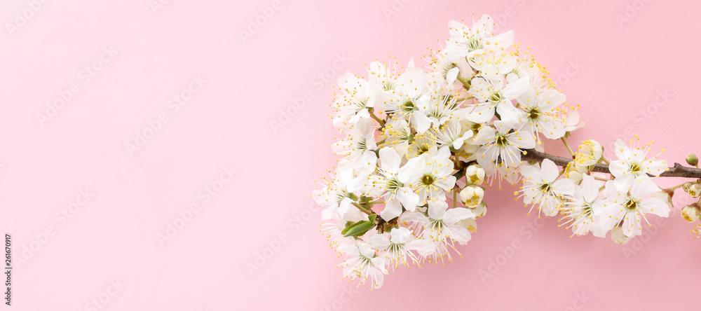 Cherry blossom on pink background.