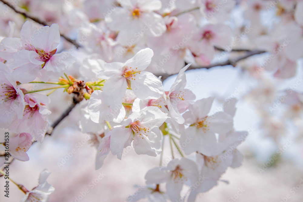 Pink Japanese cherry blossom blooming season under a ending winter