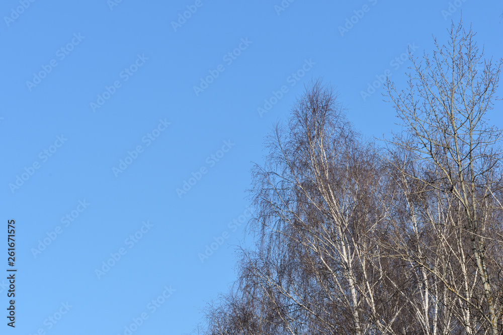 Trees in the spring forest against the blue sky Trees in the spring forest against the blue sky
