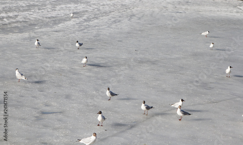 seagulls on the ice