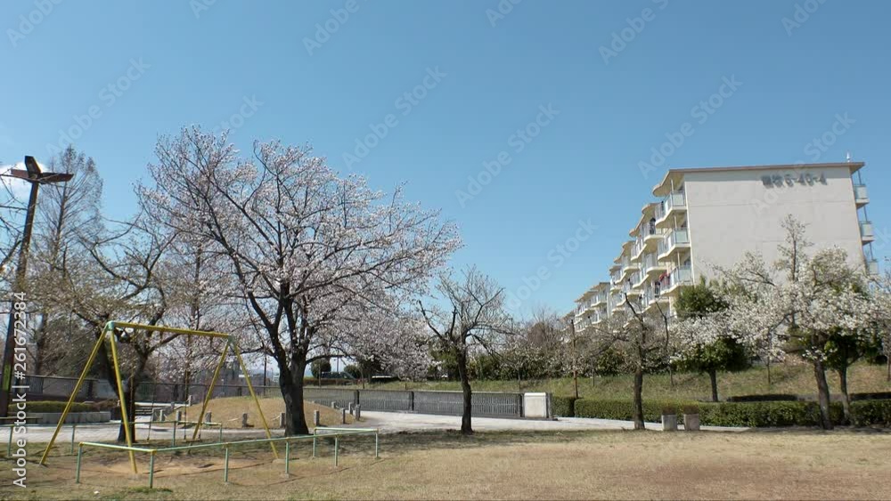 TOKYO, JAPAN - CIRCA APRIL 2019 : CHERRY BLOSSOMS in RESIDENTIAL AREA at TAMA CITY in spring season. TOKYO, JAPAN - CIRCA APRIL 2019 : CHERRY BLOSSOMS in RESIDENTIAL AREA at TAMA CITY in spring season.