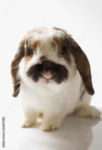 Lop-Eared Rabbit