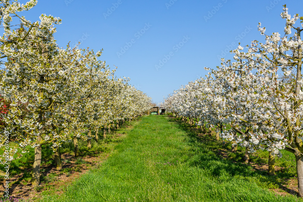 Naklejka premium Kirschblüte in Wiesbaden-Frauenstein. 11.04.2019.