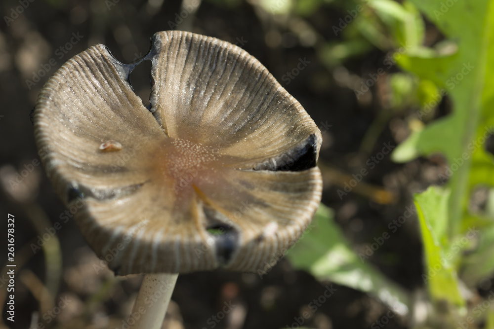 Obraz premium flat-headed mushroom in forest