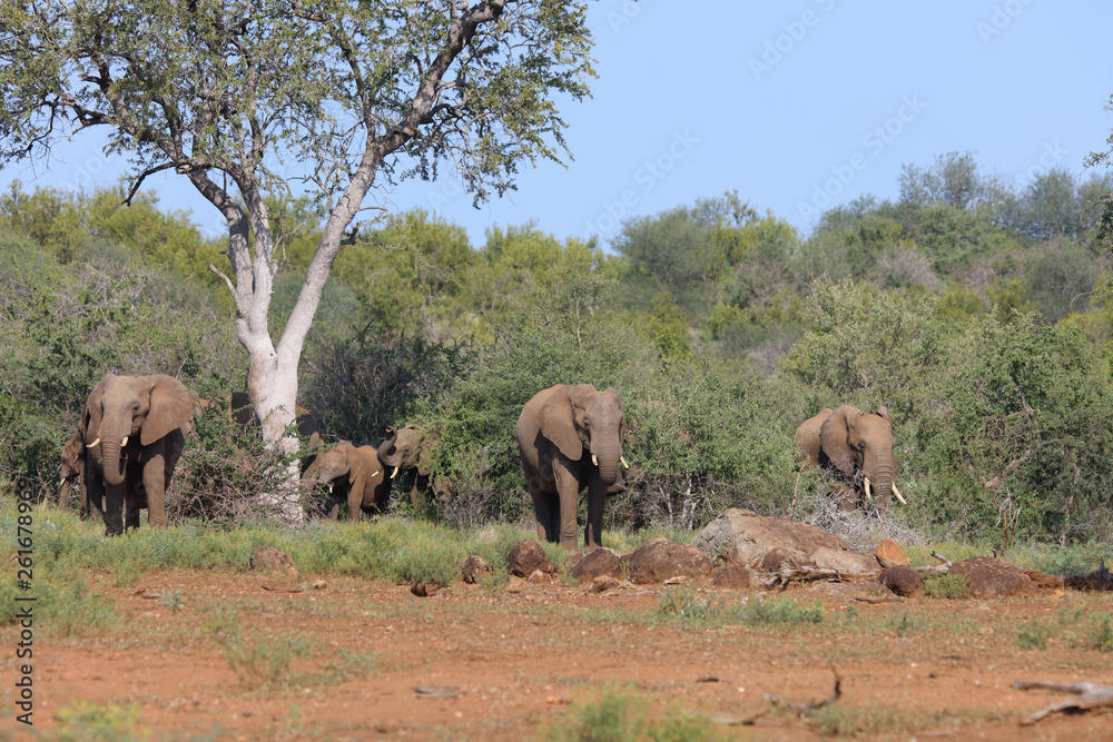 Afrikanischer Elefant / African elephant / Loxodonta africana Afrikanischer Elefant / African elephant / Loxodonta africana