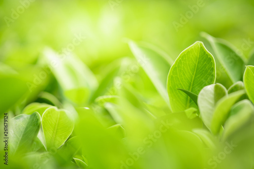 Close up beautiful view of nature green leaves on blurred greenery tree background with sunlight in public garden park. It is landscape ecology and copy space for wallpaper and backdrop. © Dilok