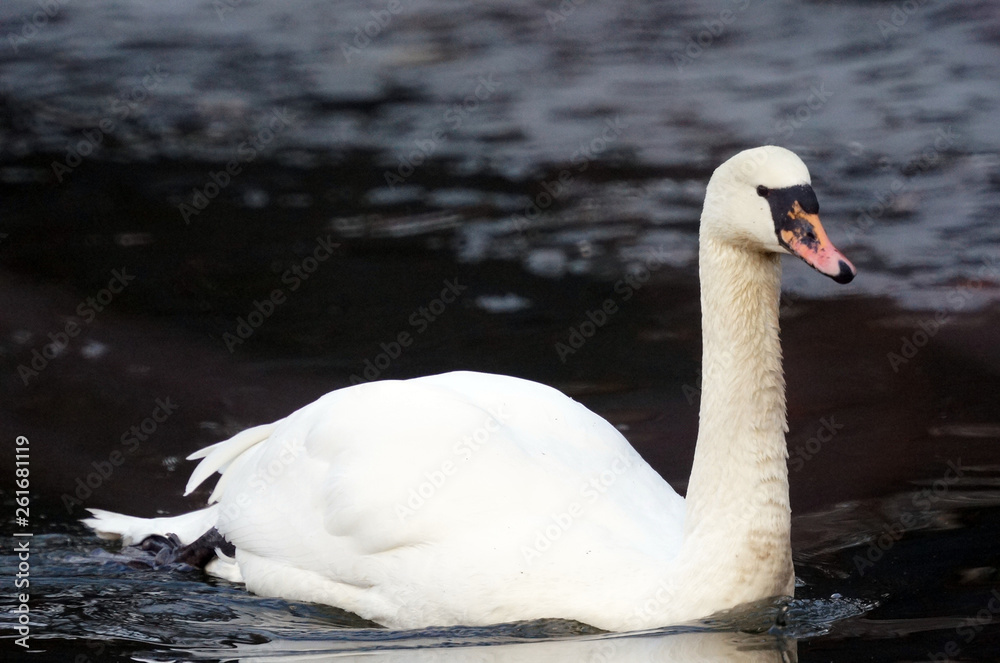 white swan on lake white swan on lake