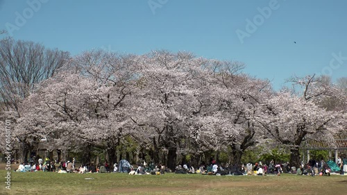 SHIBUYA,  TOKYO,  JAPAN - CIRCA APRIL 2019 : CHERRY BLOSSOMS in Yoyogi park in spring season.
