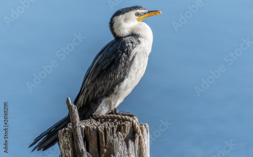 Little Pied Cormorant on post © Merrillie