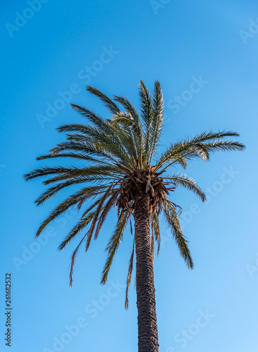 Date Palm Tree with Cloudless Sunny Blue Sky