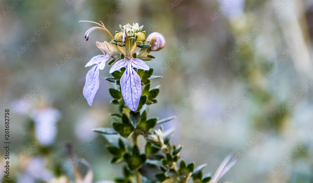Purple Herb Flower Growing in a Garden in Sicily Purple Herb Flower Growing in a Garden in Sicily