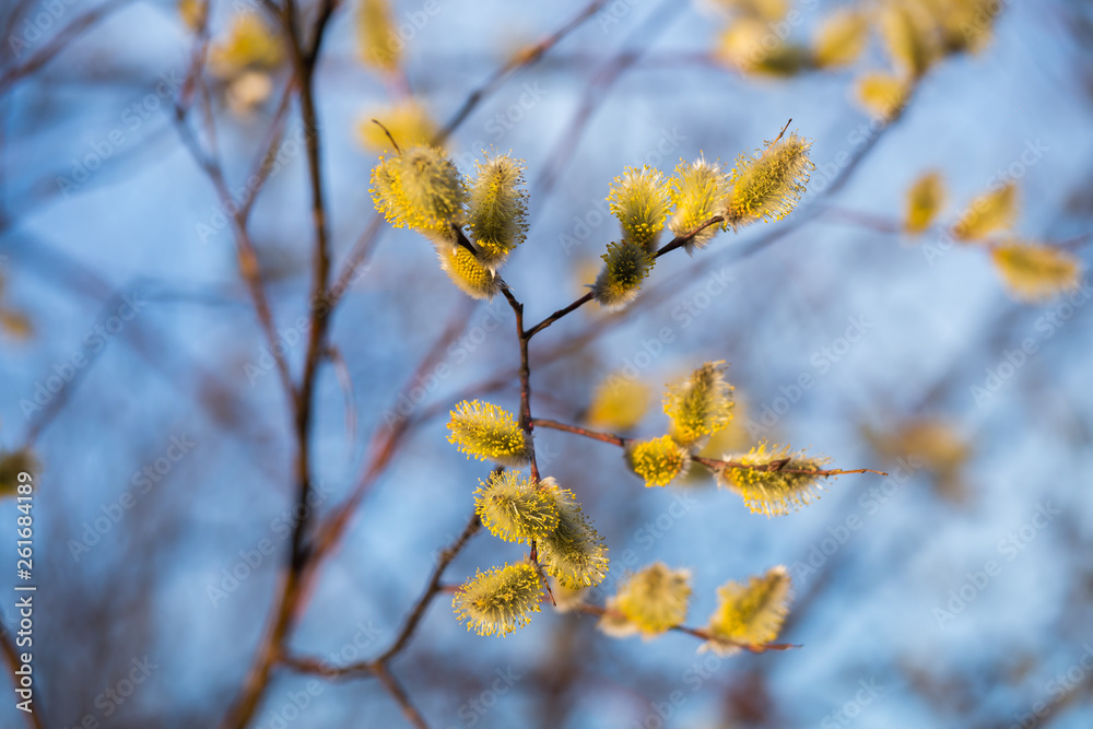 Willow against the blue sky closeup Willow against the blue sky closeup