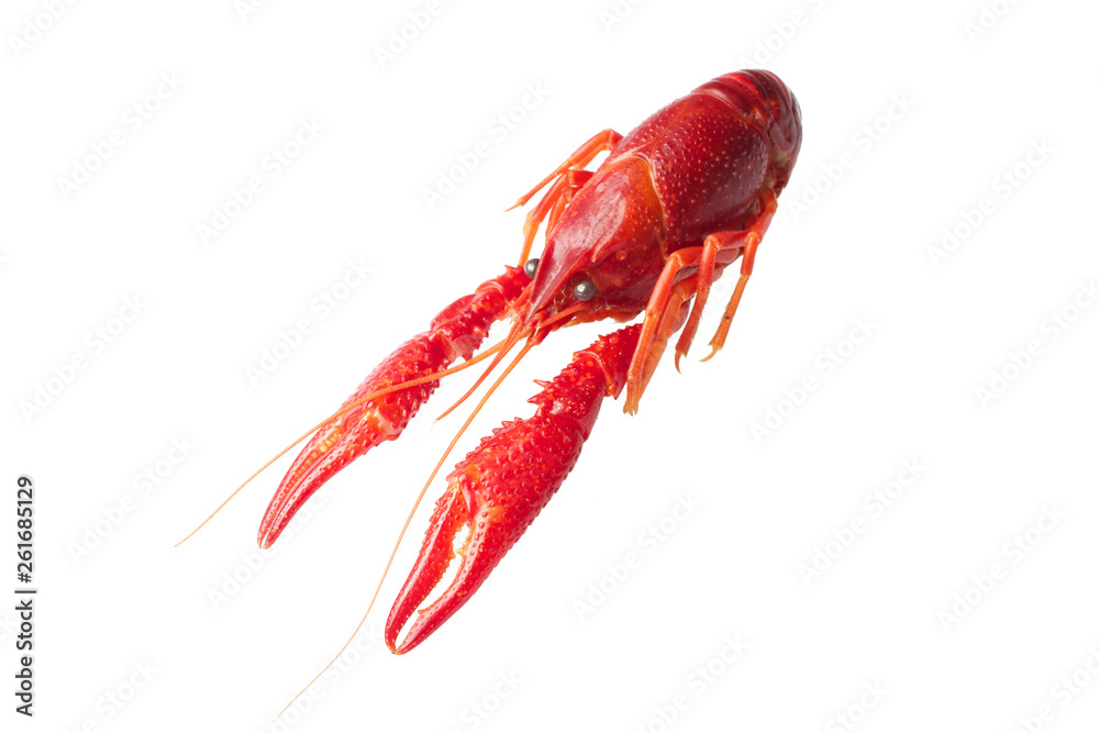 Boiled red crawfish isolated on white background Boiled red crawfish isolated on white background
