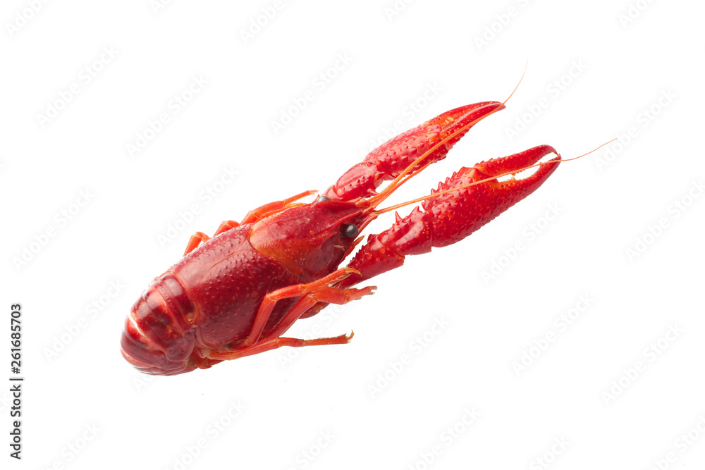 Boiled red crawfish isolated on white background Boiled red crawfish isolated on white background