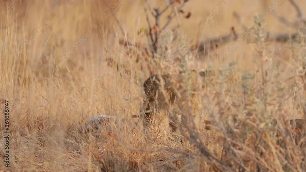 Female lioness hiding and walking in bushes in Etosha National Park, Namibia Female lioness hiding and walking in bushes in Etosha National Park, Namibia