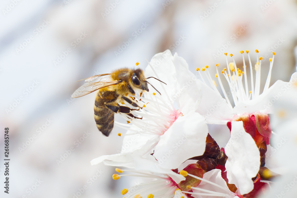 The bee collects honey from the fruit tree - obrazy, fototapety, plakaty 