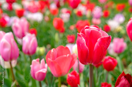 red tulips in the garden