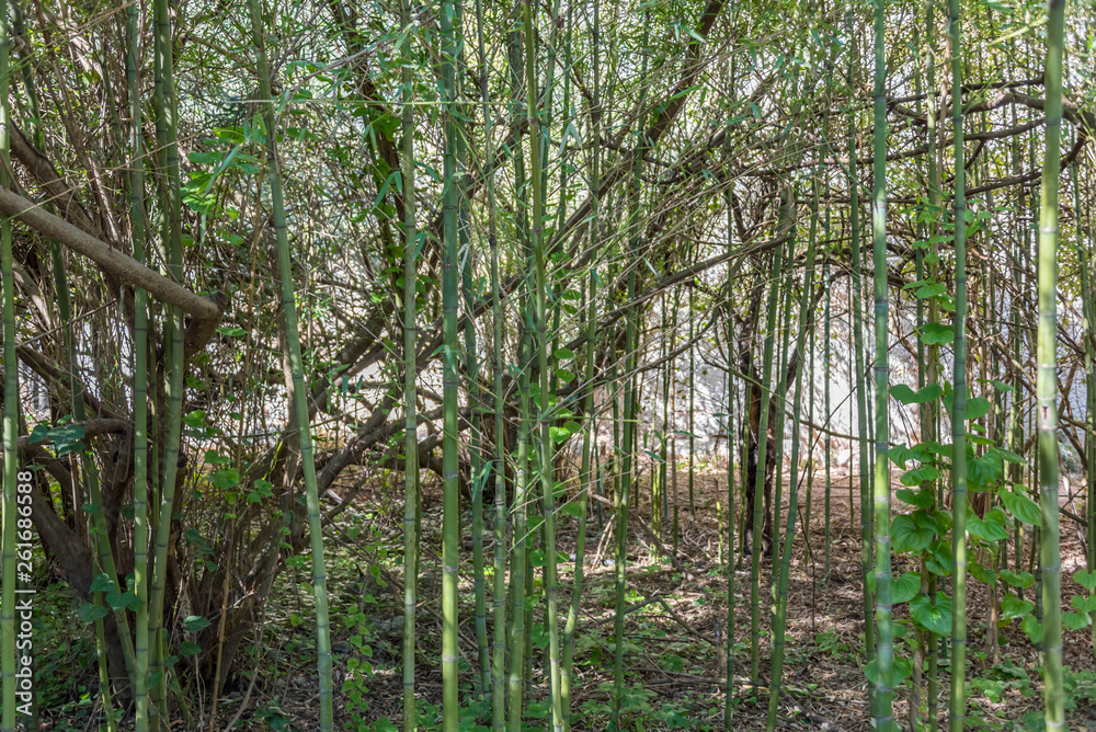Bamboo Forest at the Ancient Archeological Park in Syracuse, Sicily, Italy Bamboo Forest at the Ancient Archeological Park in Syracuse, Sicily, Italy