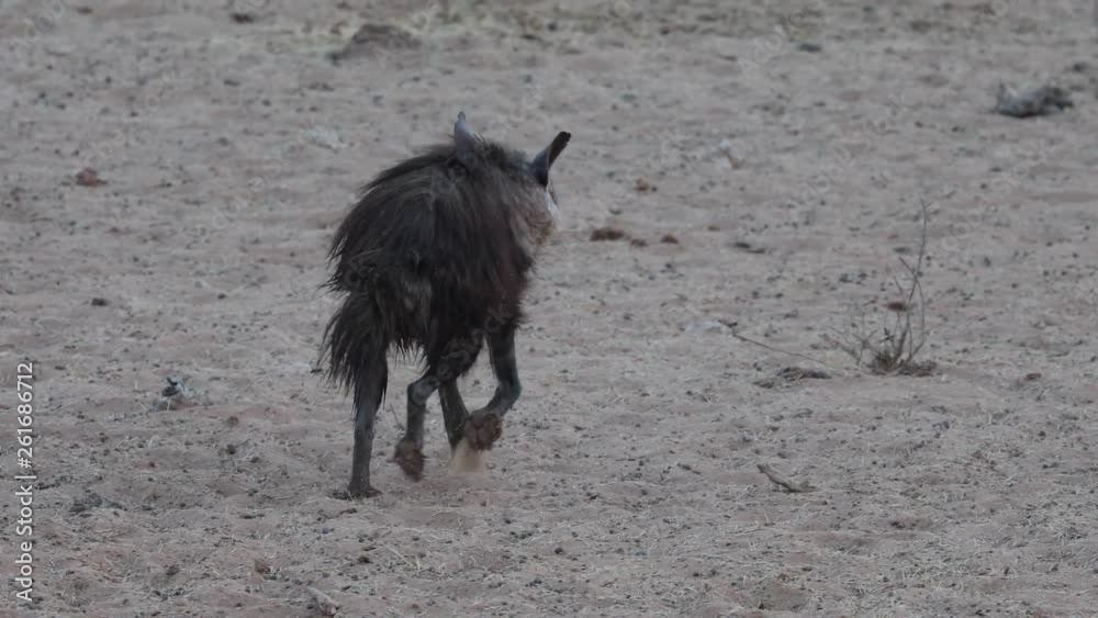 Rare Brown Hyena leaving from a water hole at early morning in Etosha National Park, Namibia Rare Brown Hyena leaving from a water hole at early morning in Etosha National Park, Namibia