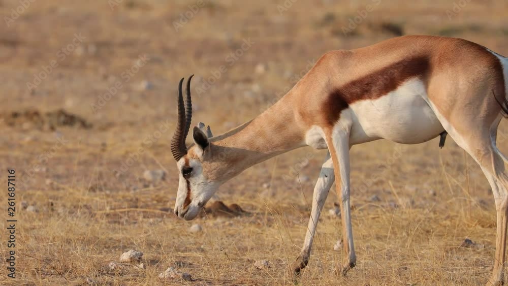 Springbok walking through dry landscape of Etosha National Park feeding, Namibia Springbok walking through dry landscape of Etosha National Park feeding, Namibia
