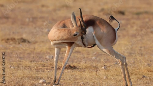 Male springbok cleaning preening its penis in Etosha National Park, Namibia