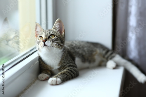 Fotografie Lazy lovely black cat lying by the window