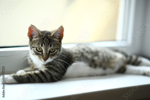 Wallpaper Mural Lazy lovely black cat lying by the window. Gray tabby cute kitten with beautiful eyes relaxing on window sill. Torontodigital.ca