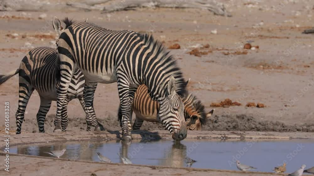 Herd of Zebra drinking from a water hole in Etosha National Park, Namibia Herd of Zebra drinking from a water hole in Etosha National Park, Namibia