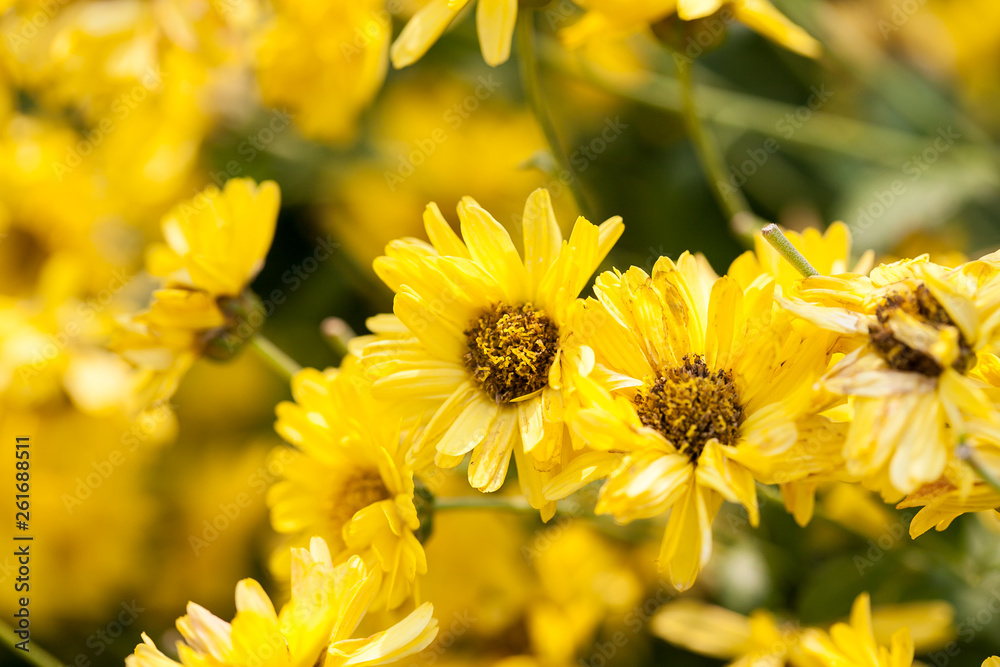 Chrysanthemum indicum Linn flower Chrysanthemum indicum Linn flower