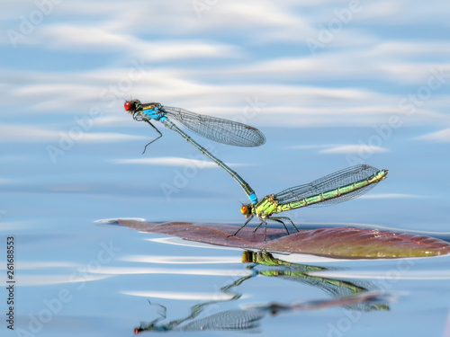 Mating pair of blue and yellow Red-eyed Damselfly or Erythromma najas photo