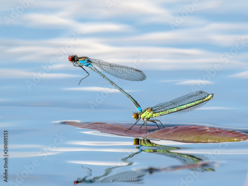 Mating pair of blue and yellow Red-eyed Damselfly or Erythromma najas