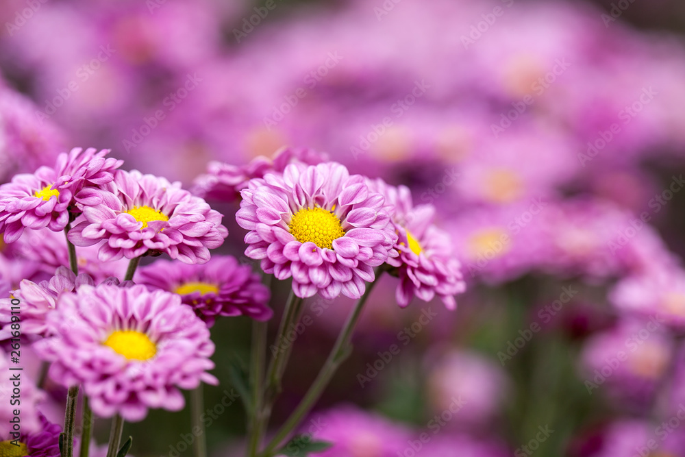 Purple chrysanthemum flowers