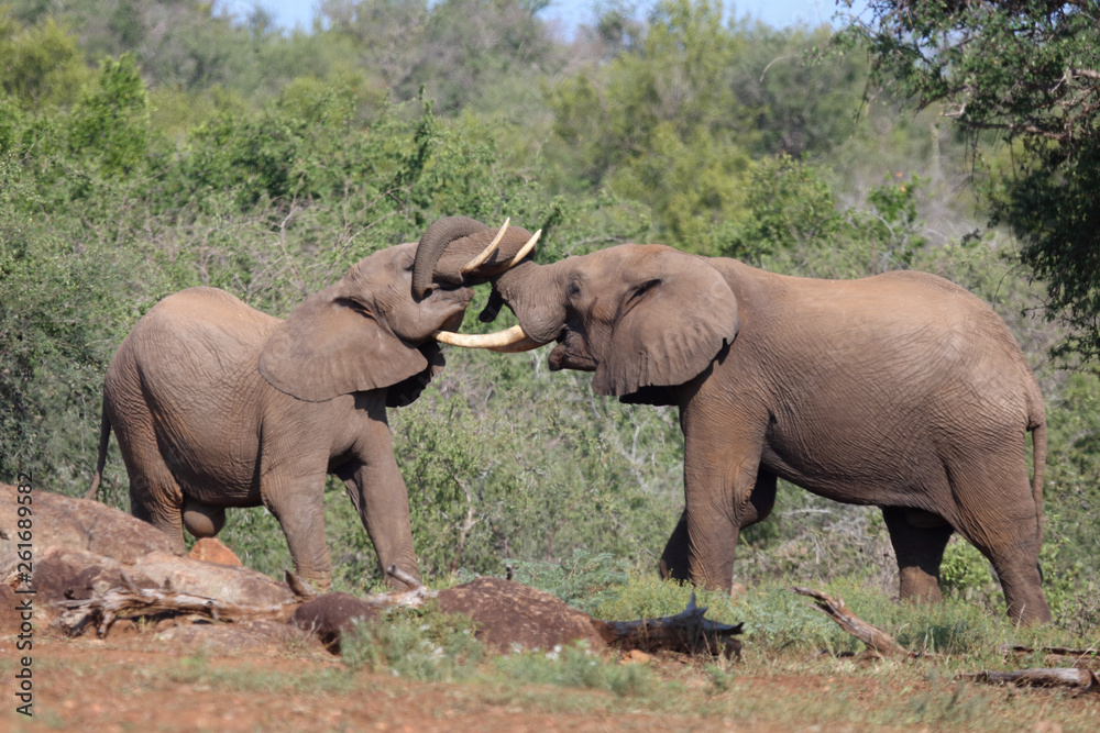 Fototapeta premium Afrikanischer Elefant / African elephant / Loxodonta africana.