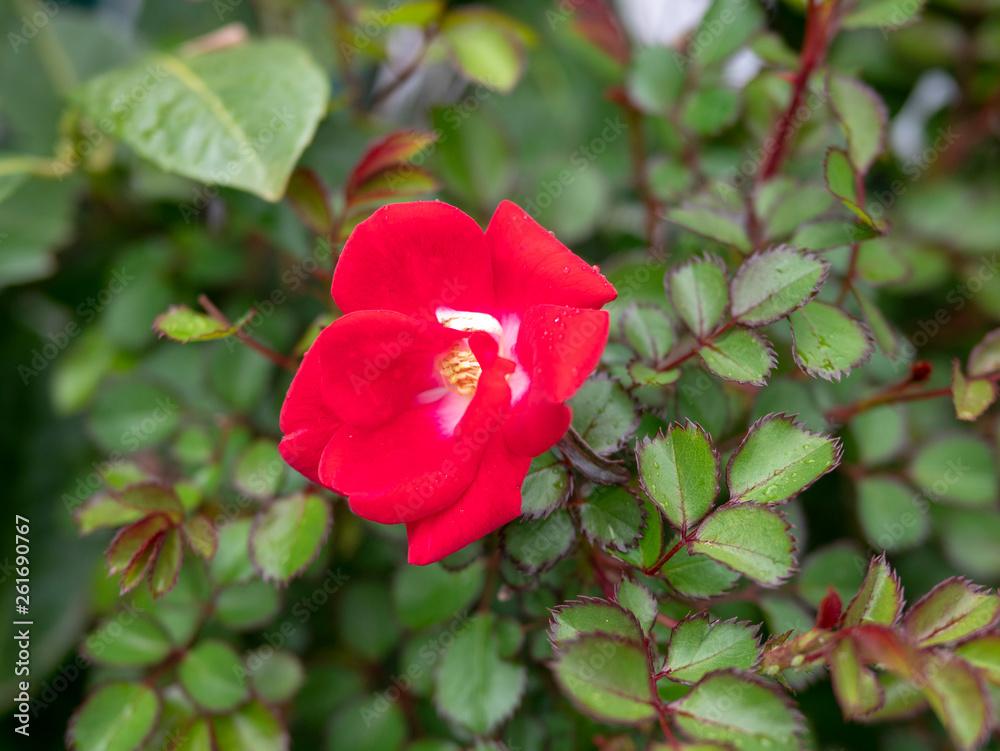 red  rose in a garden