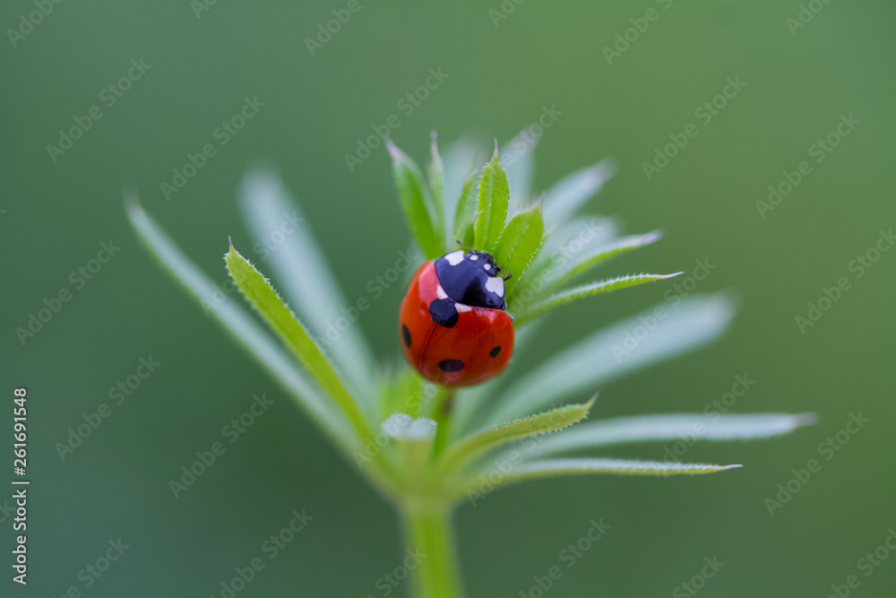 cute ladybug .. .. .. .. cute ladybug .. .. .. ..