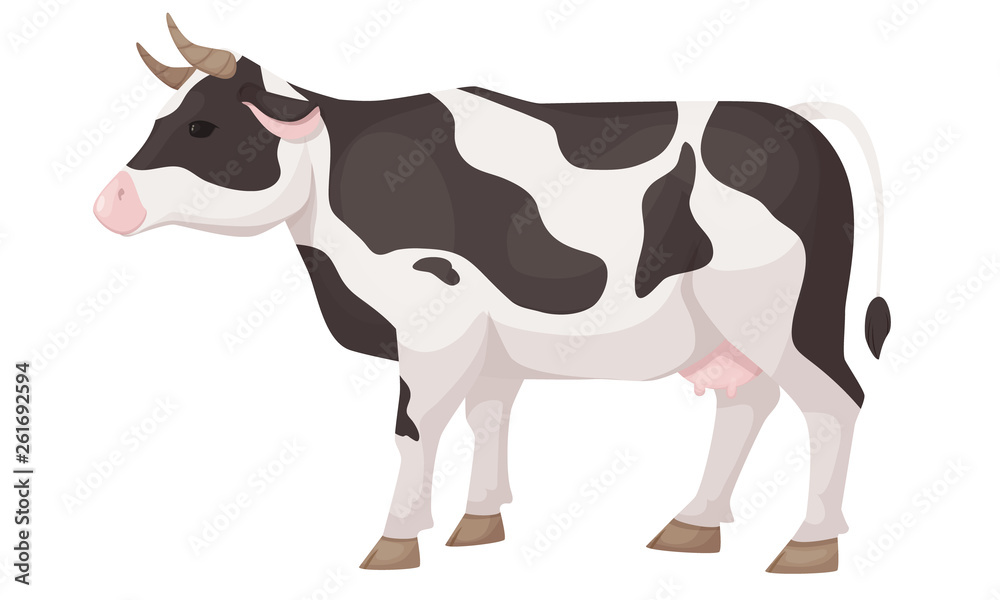 Cute agricultural home cow, black-white patched coat breed cattle.