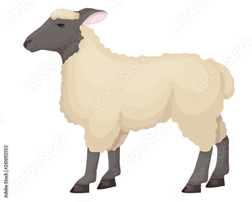  ute, funny, hoofed pet of the horned family, the ram.