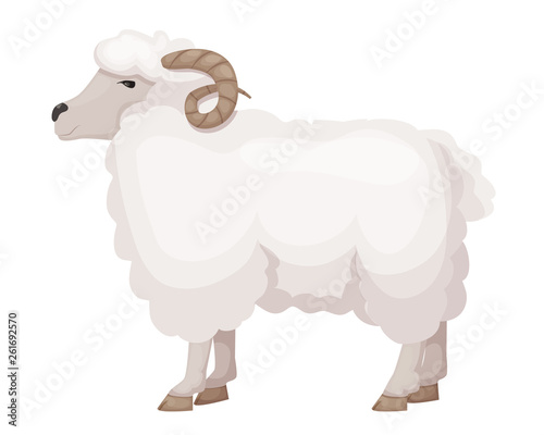  ute, funny, hoofed pet of the horned family, the ram.