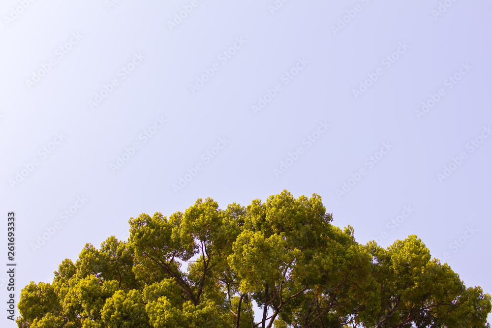 Obraz premium 緑の木と青い空