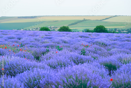 young woman stands back in the lavender flower field, beautiful summer landscape
