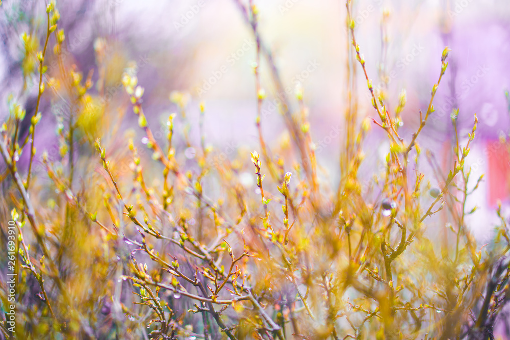 Spring bush twigs with buds and berries in the rain, abstract background blurred out of focus. yellow and purple tones