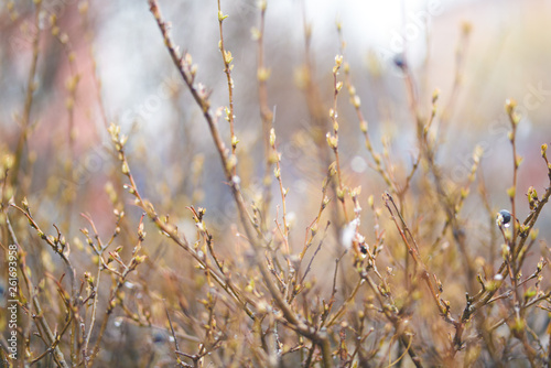Spring bush twigs with buds and berries in the rain, abstract background blurred out of focus. early spring