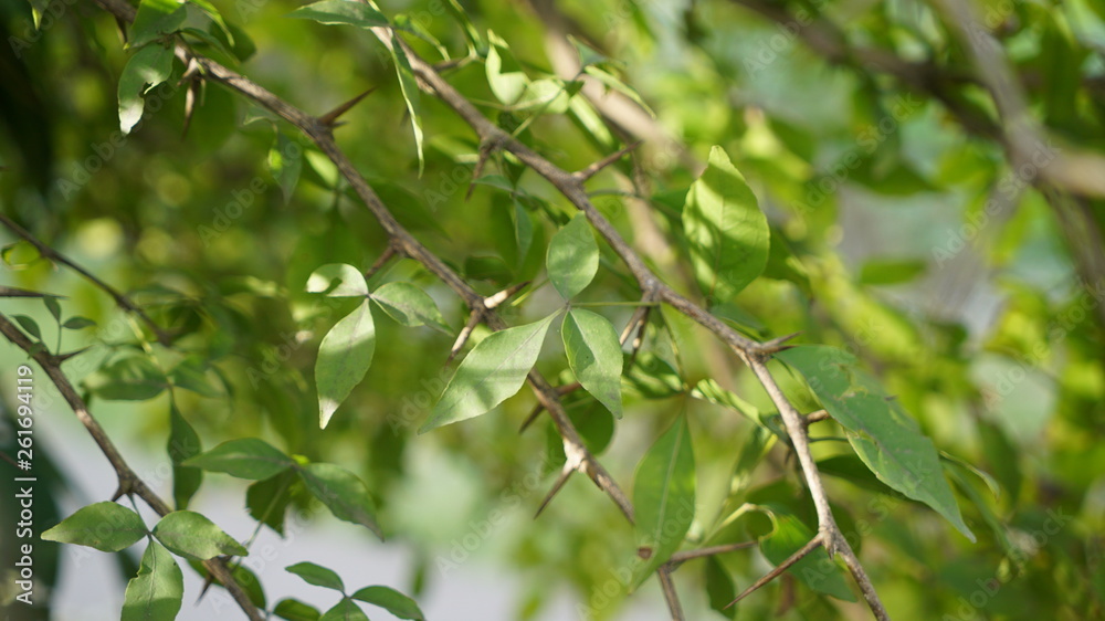 green leaves of a tree