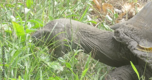 Glapagos Giant Turtle Feeding photo