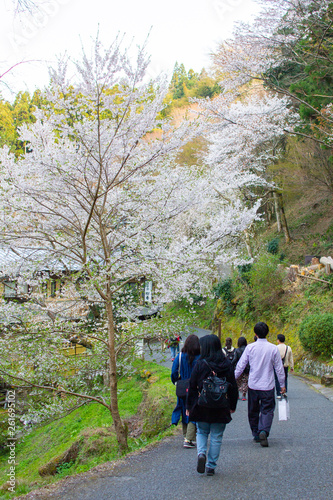 奈良県の吉野山と吉野桜