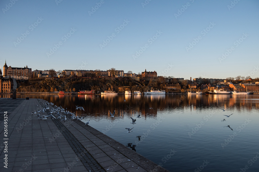 View over old houses in the Södermalm district a spring day at sunrise in Stockholm from the Riddarholmen island with seagulls flying