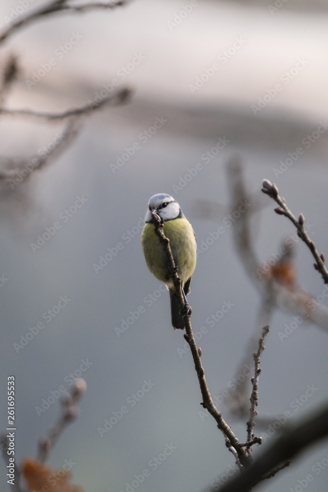 Fototapeta premium Blue tit on a branch without leaves.