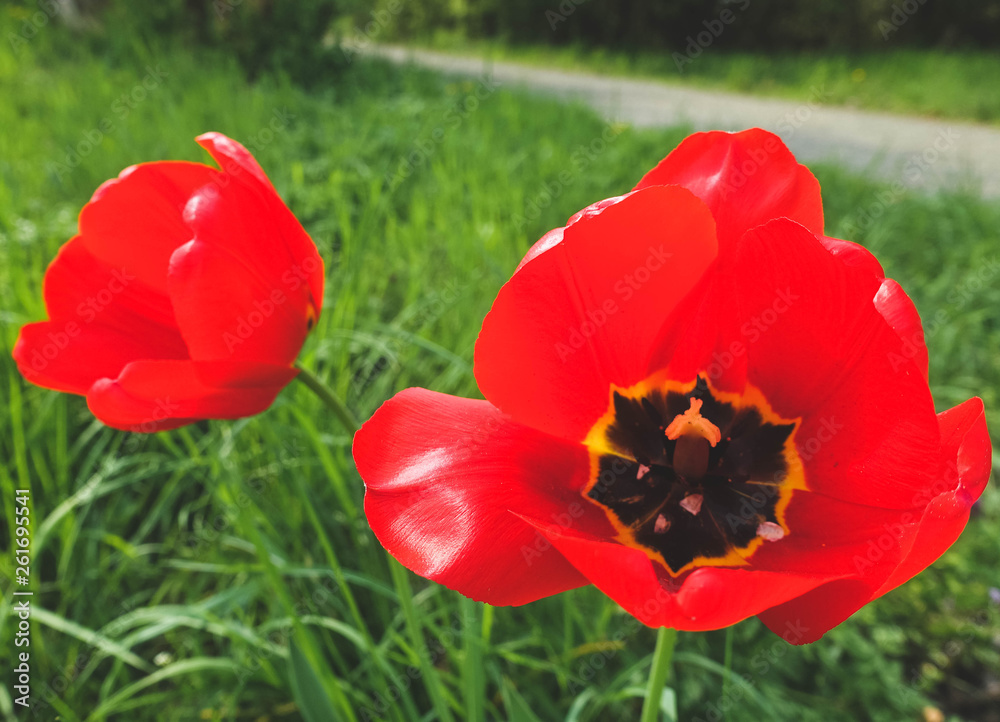 Obraz premium Mohnblume