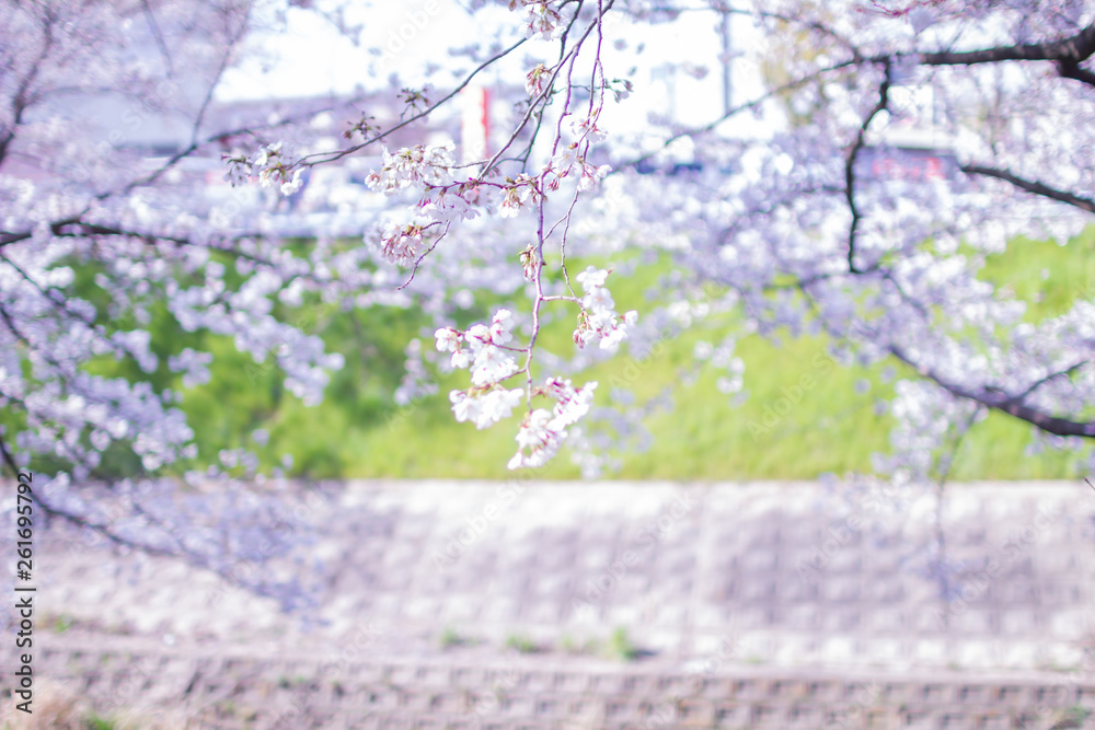 Fototapeta premium 奈良県奈良市佐保川の桜